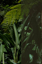 ELSEWHERE Presets | Essential Collection
